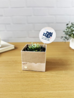 Box para suculenta - Coleção Um Proposito - Imagem 2