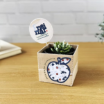 Box para suculenta - Coleção Um Proposito