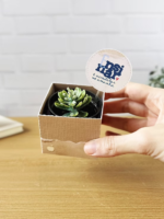 Box para suculenta - Coleção Um Proposito - Imagem 4